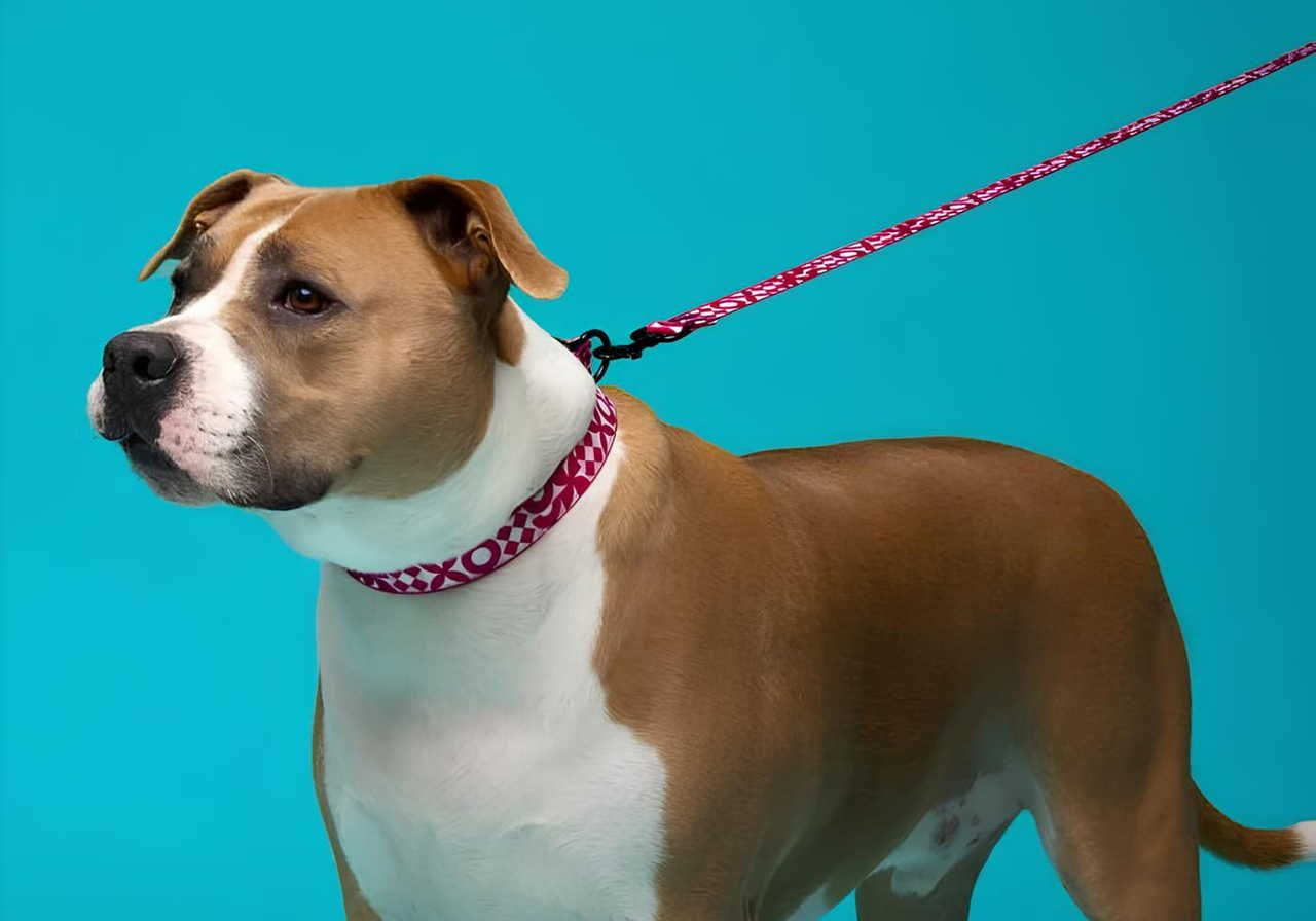 A dog with a short coat, tan and white coloring, wearing a pink patterned collar and leash, stands against a turquoise background.