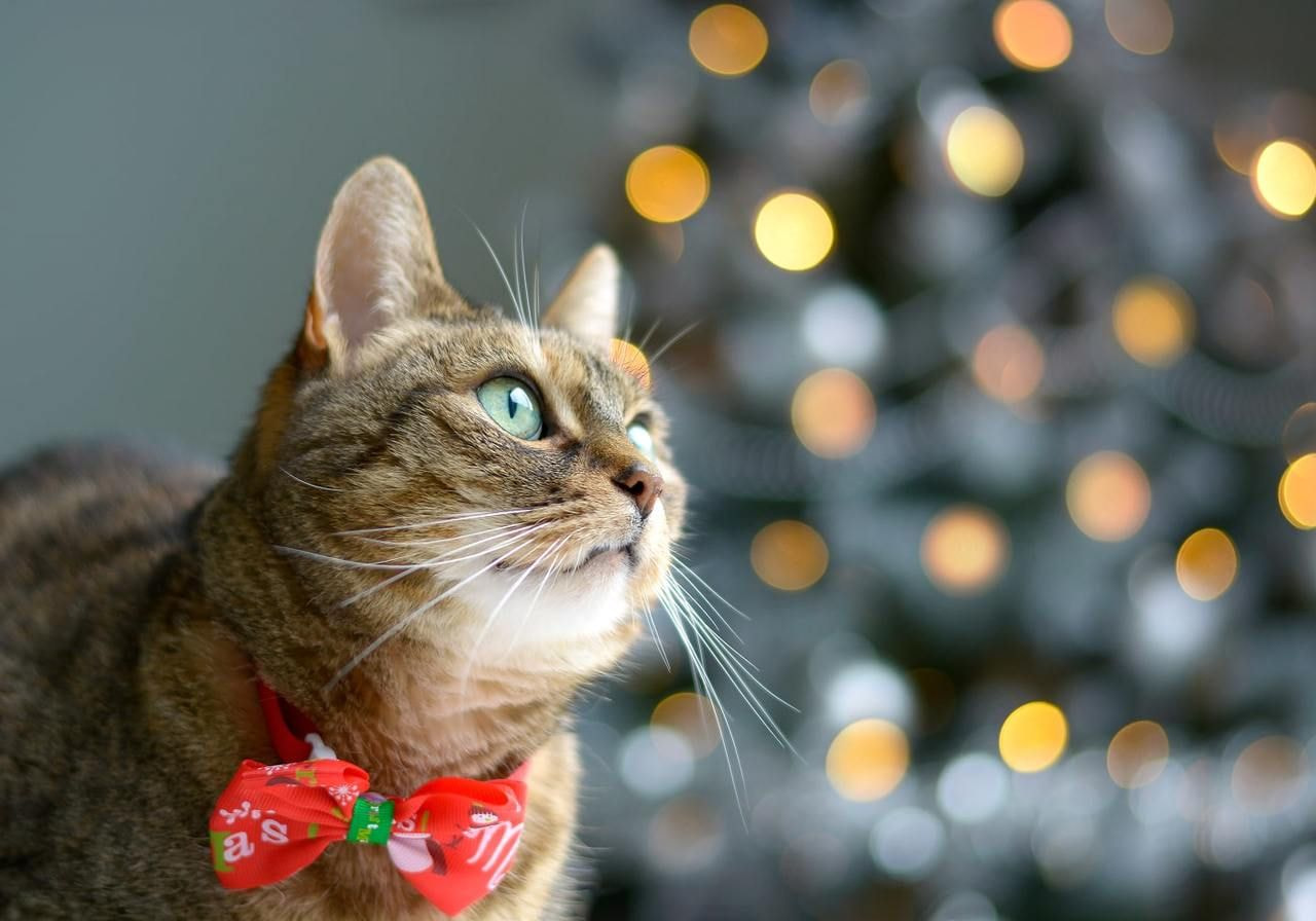 A cat adorned with a festive Christmas bow tie, showcasing a playful and cheerful holiday spirit.