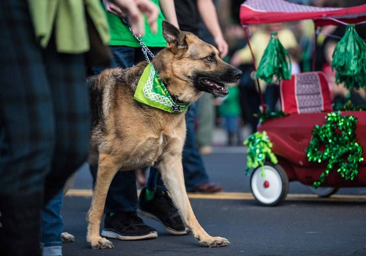 A German Shepherd, wearing a green patterned bandana, walks in a parade alongside people.