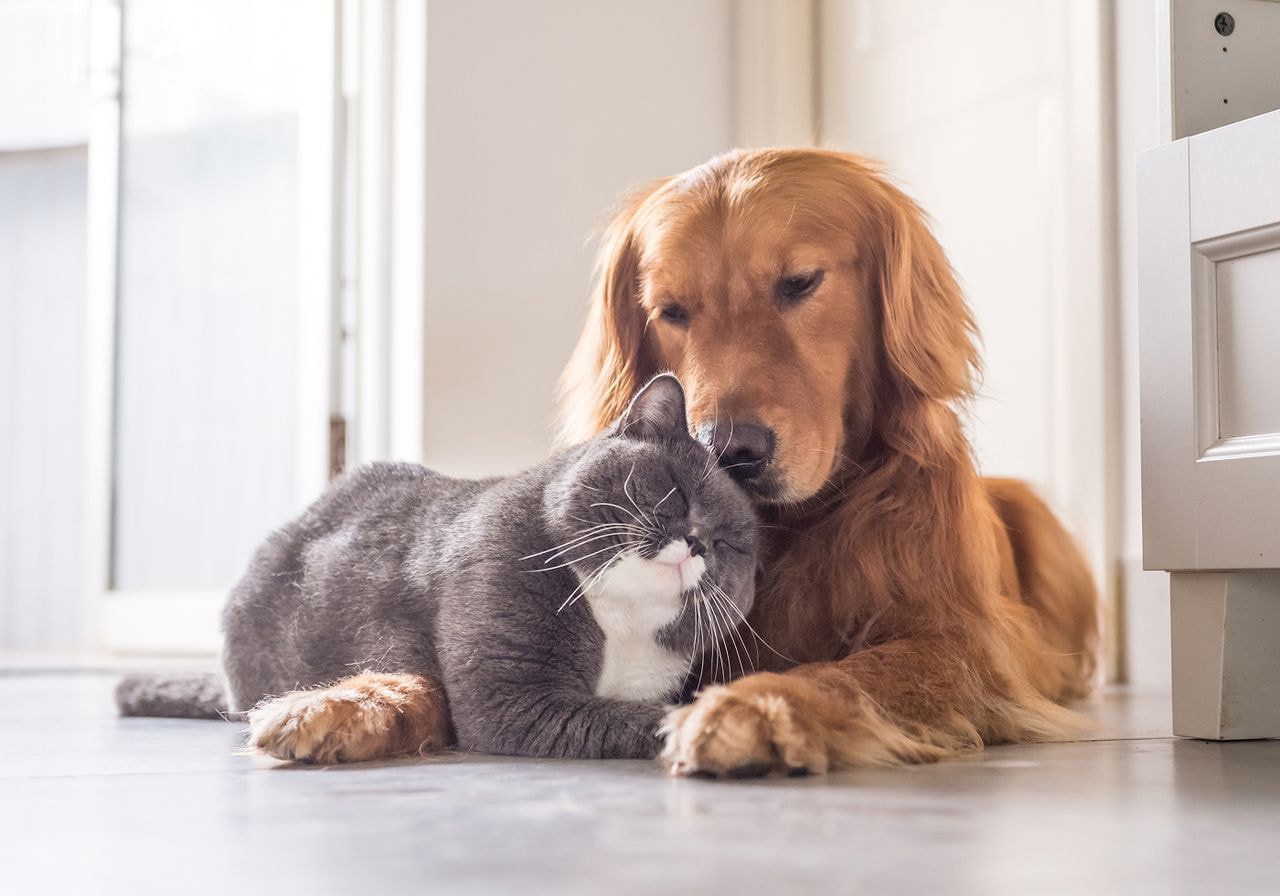 Golden Retriever and gray cat cuddle on the floor indoors, conveying warmth and companionship.