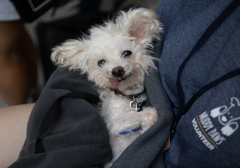 a cute white puppy