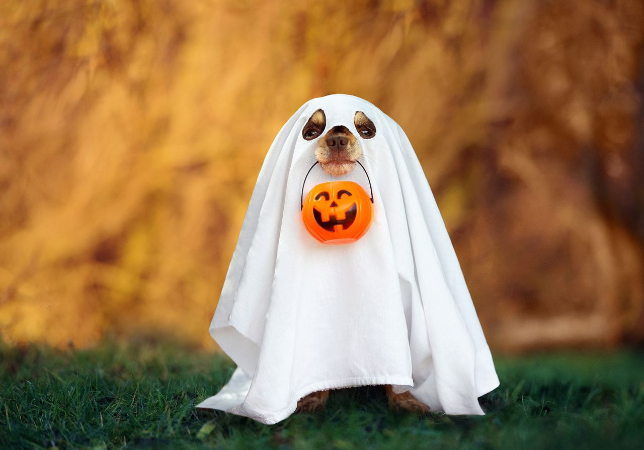 A small dog dressed in a white bedsheet ghost costume holds a jack-o'-lantern candy bucket in its mouth on an autumn lawn.