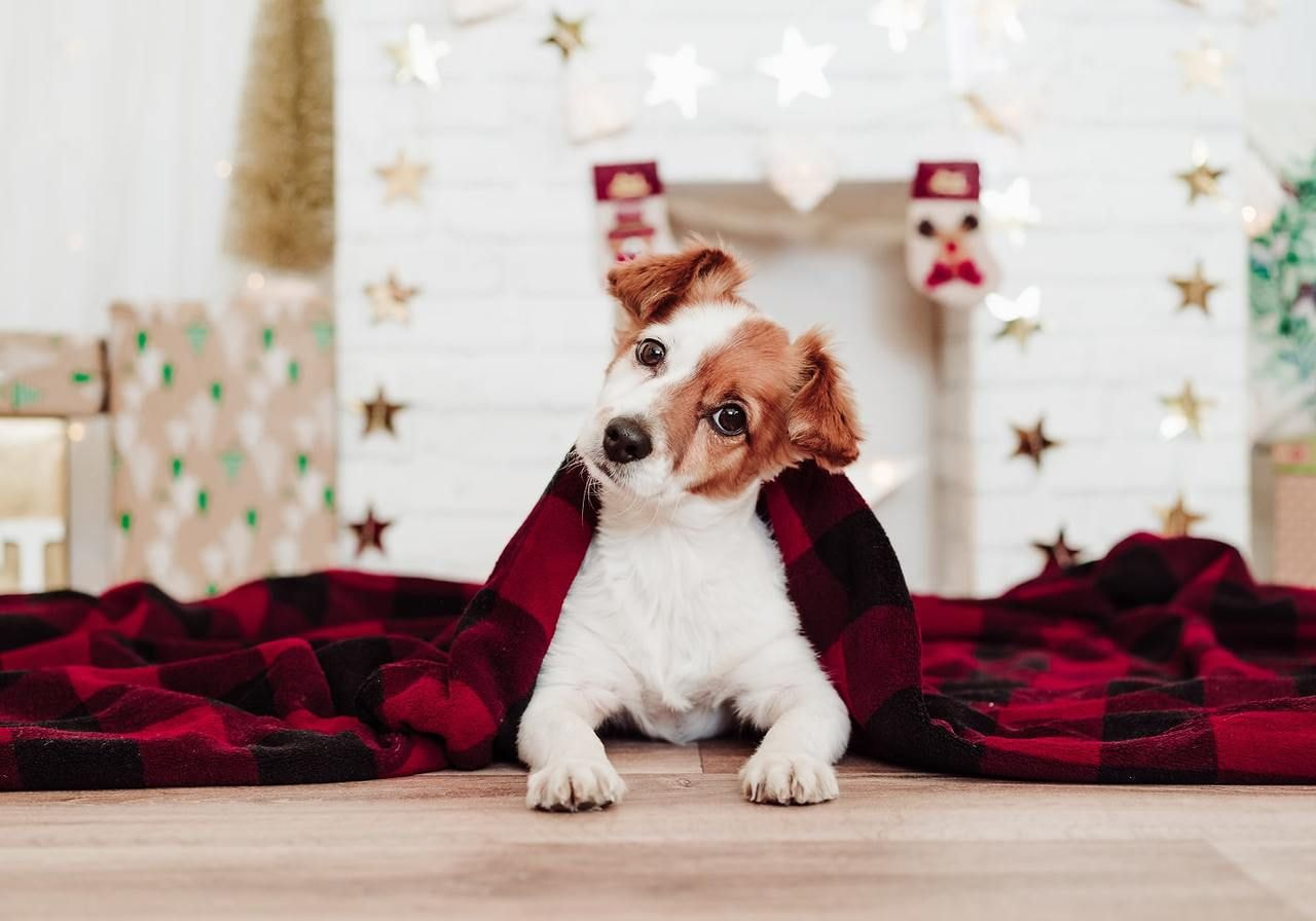 A dog sitting on the floor, resting on a red and white plaid blanket.