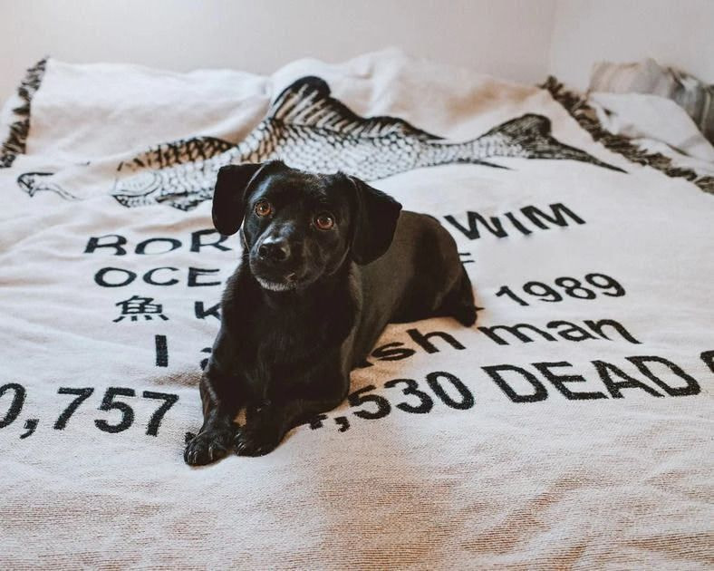 Dogecore: Success through Humor and Authenticity | Printful