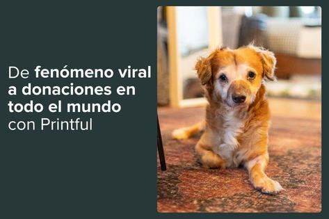 Tiki, el perro que ayudó a Muddy Paws Rescue a pasar de 20 a 10.000 pedidos al día