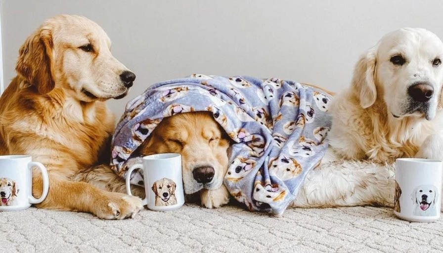 3 Golden Retriever, einer in eine personalisierte Decke eingewickelt, mit 3 selbst gestalteten Tassen mit Hundebildern