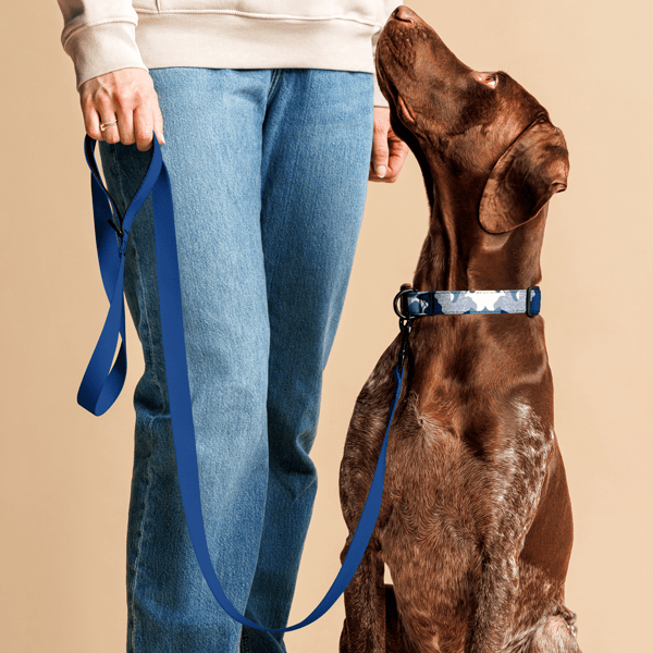 Pet Collar & Leash