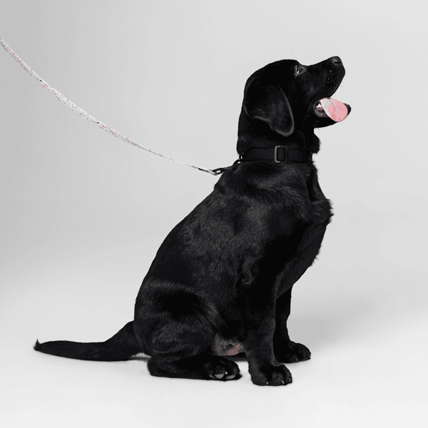 Pet Leash