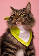 All-Over Print Bandana thumbnail 5