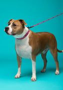 Pet Leash thumbnail 2