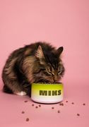 Pet Bowl thumbnail 4