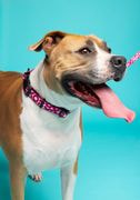 Pet Collar thumbnail 3