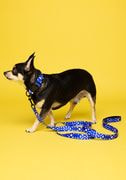 Pet Collar & Leash thumbnail 3