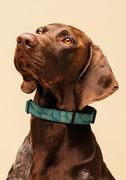 Pet Collar thumbnail 1