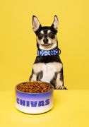 Pet Bowl thumbnail 3