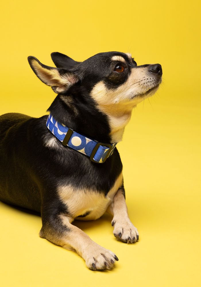 Yellow Tag Home Again Pet Tag Pet Collar Home Again Yellow Tag