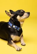Pet Collar thumbnail 2