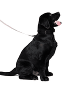 Pet Leash thumbnail 3