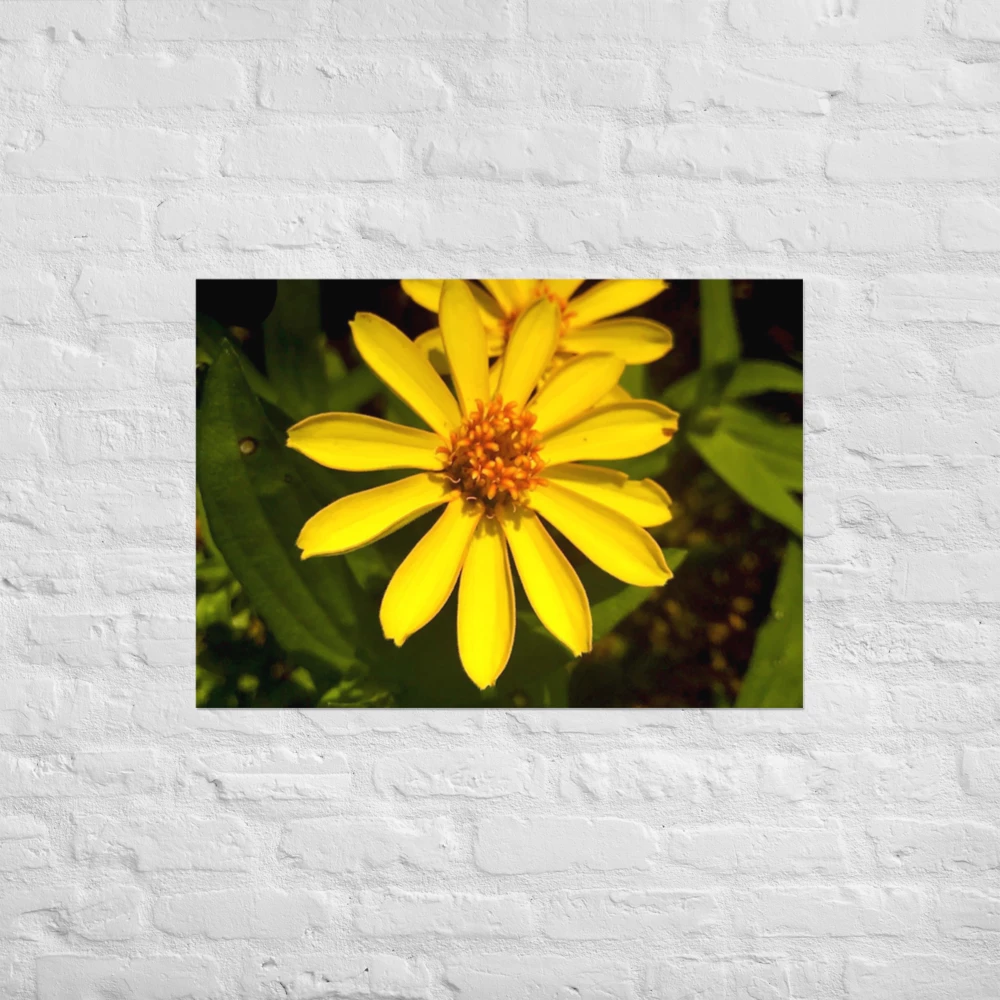 Focused Flower Power - Poster