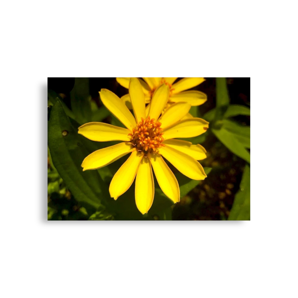 Focused Flower Power - Poster